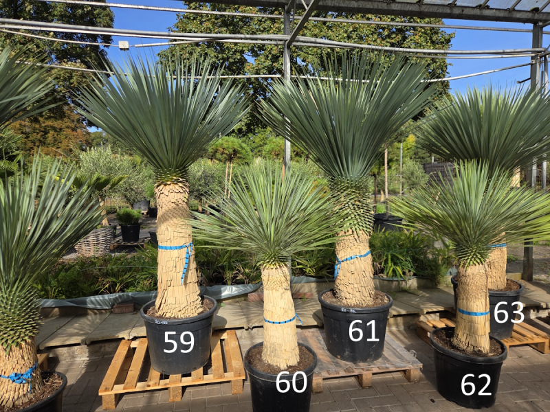 Yucca-Rostrata-Nr-61